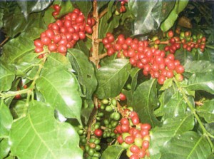 ペルー有機栽培珈琲