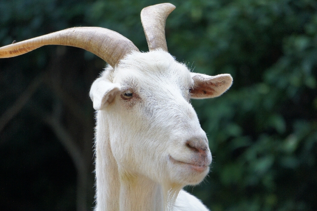 コーヒーのはじまり