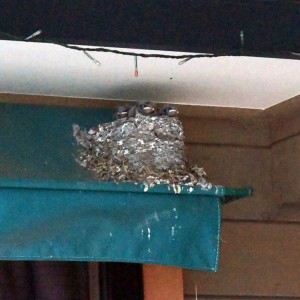 イーグルコーヒー高山　小鳥