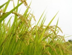 イーグルコーヒー　自然